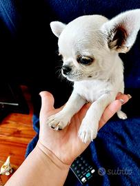 Chihuahua