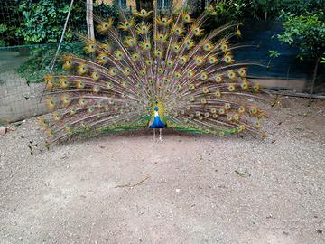 Pavoni