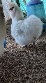 Galline Moroseta di varie età e pulcini
