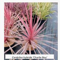 piante di Cordyline h 70 cm