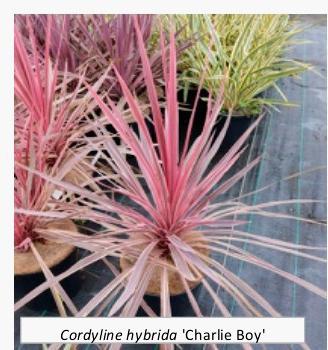 piante di Cordyline h 70 cm