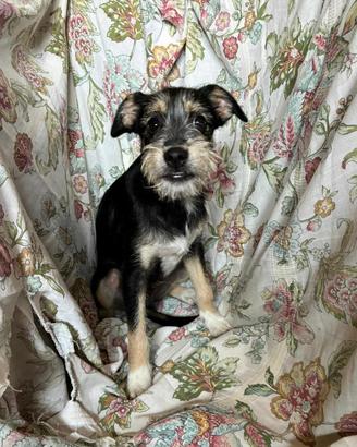 Cucciolo taglia piccola in adozione