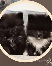Spitz di Pomerania con pedigree ENCI
