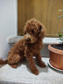 Barboncini Toy maschi