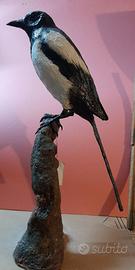 Gazza in scultura di argilla e dimensioni naturali