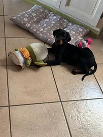 Cuccioli dobermann