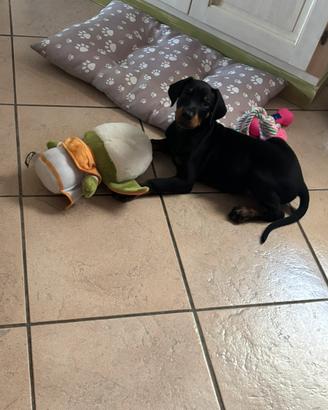 Cuccioli dobermann