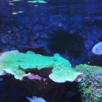 Montipora verde e rossa