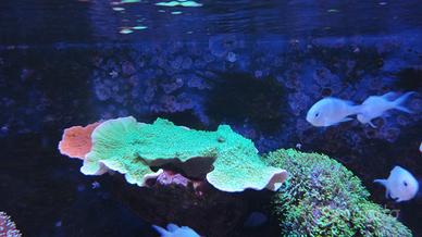 Montipora verde e rossa