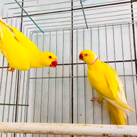 Parrocchetto dal collare coppia adulta lutinl