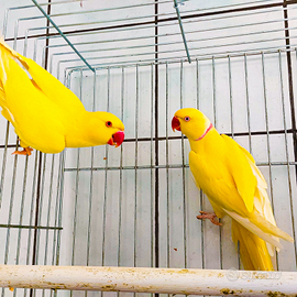 Parrocchetto dal collare coppia adulta lutinl