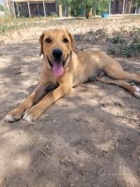 Cucciolo mix labrador