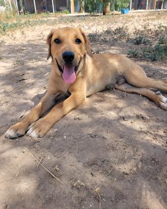 Cucciolo mix labrador