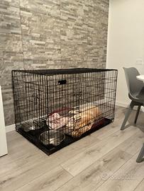 Kennel Cane