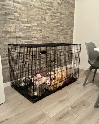 Kennel Cane