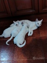 Gattini