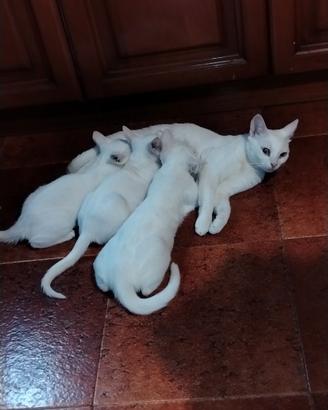 Gattini