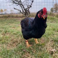 Galline combattente indiano cornish