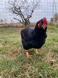 Galline combattente indiano cornish