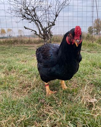Galline combattente indiano cornish