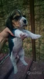 Beagle
