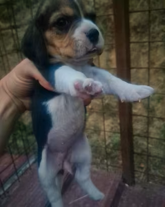 Beagle
