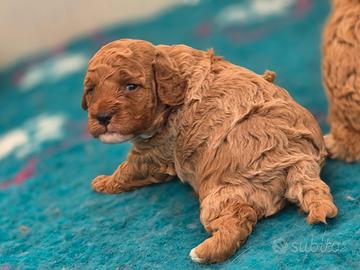 Cucciolo di barboncino