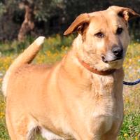 Thor una vita in gabbia