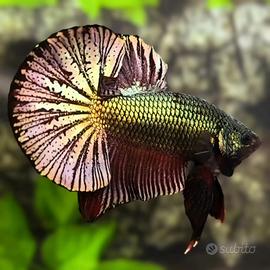 VENDUTO HMPK Super Huge Fins Black Copper