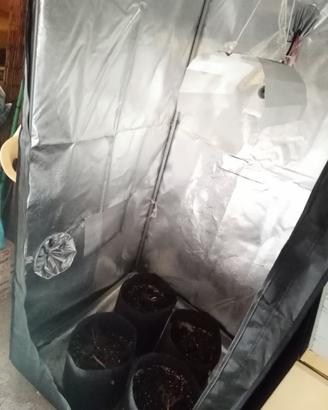 Grow Box