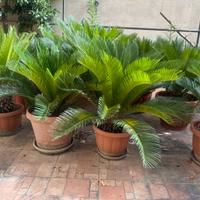 Cycas revoluta