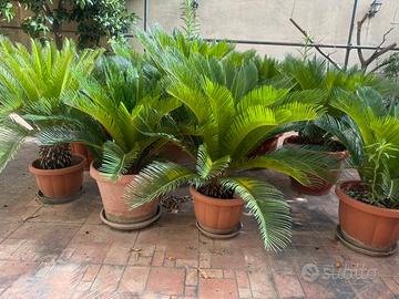 Cycas revoluta