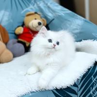 Gattina British Longhair alta genealogia scottish