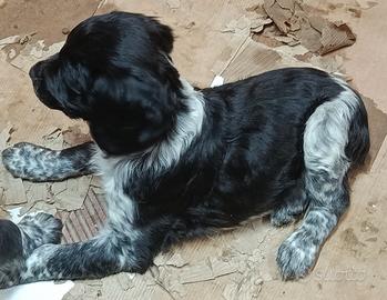 Cuccioli Breton
