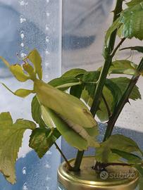Insetti foglia phyllium philippinicum