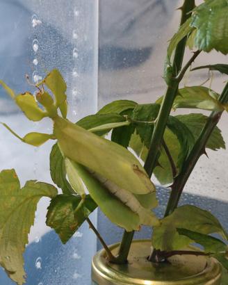 Insetti foglia phyllium philippinicum