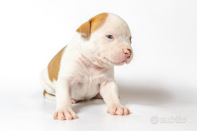 Pitbull cuccioli