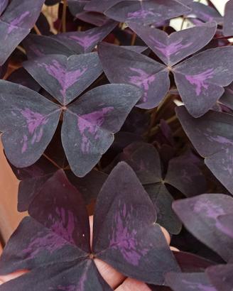 Oxalis "pianta farfalla"