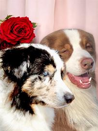 Pastore Australiano Australian Shepherd pedigree