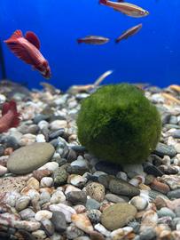 Marimo