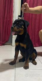 Cucciolo di Rottweiler