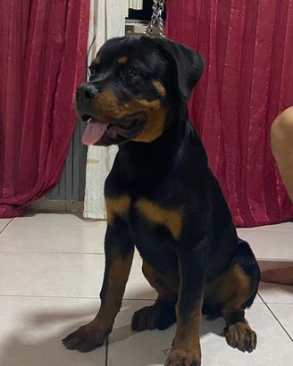 Cucciolo di Rottweiler