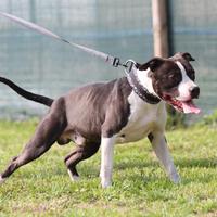 Cane maschio amstaff