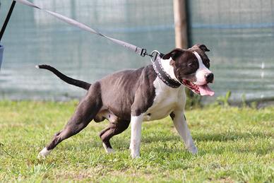 Cane maschio amstaff