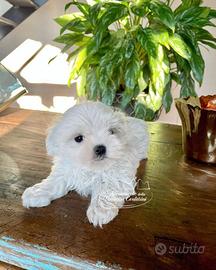 Maltesi cuccioli