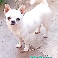 Chihuahua da compagnia