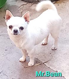 Chihuahua da compagnia
