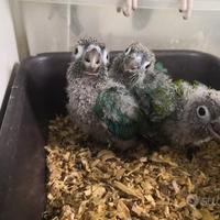 Pappagalli Pyrrhura DA IMBECCO