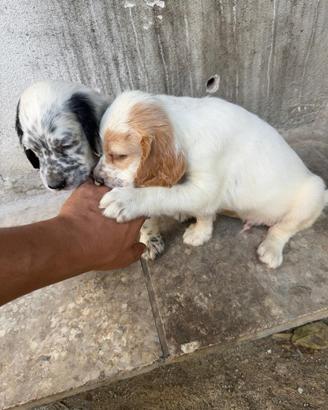 Cuccioli di Setter con Pedigree