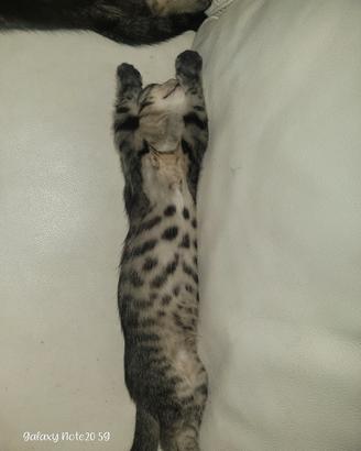 Gattini dolcissimi